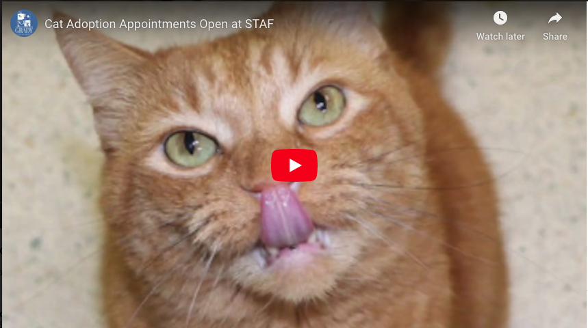 Cat Adoption Appointments Open at STAF