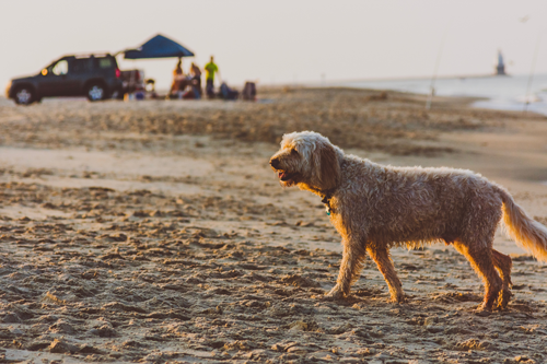 3 Summer Dog Emergencies to Look Out For