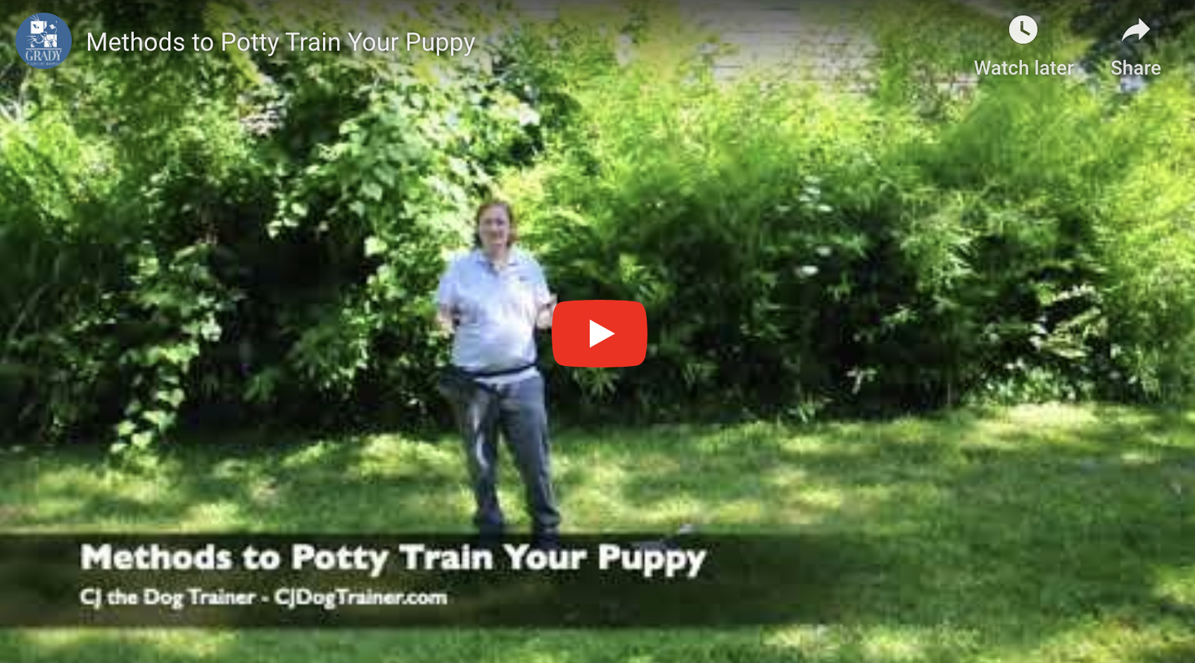 Methods to Potty Train Your Puppy