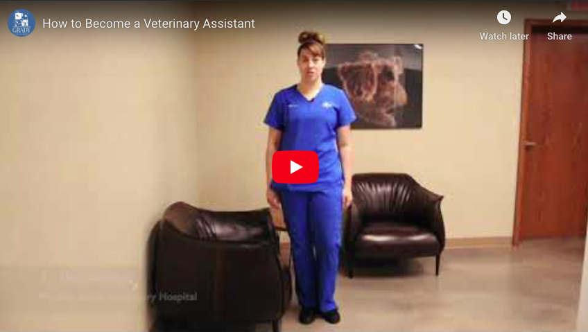 How to Become a Veterinary Assistant