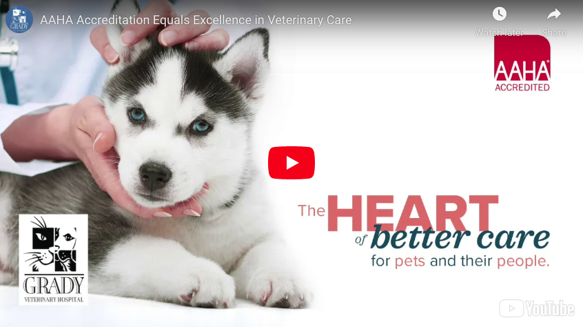 AAHA Accreditation Equals Excellence in Veterinary Care