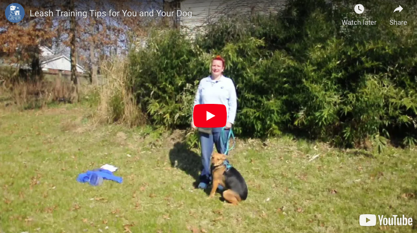 Leash Training Tips for You and Your Dog