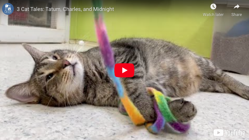 3 Cat Tales: Tatum, Charles & Midnight