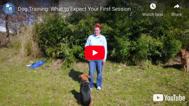 Dog Training: What to Expect Your First Session