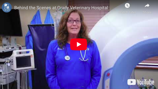 Behind the Scenes at Grady Veterinary Hospital