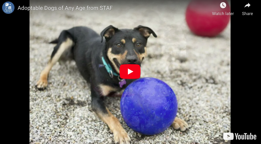 Adoptable Dogs of Any Age from STAF