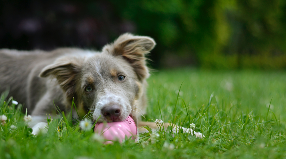 Finding The Best Dog Chew Toys For Your Australian Shepherd