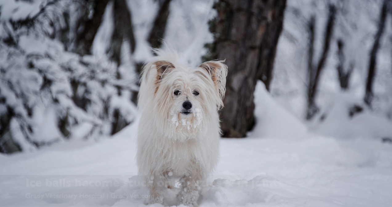 Winter is Here: Help Your Pet Stay Safe