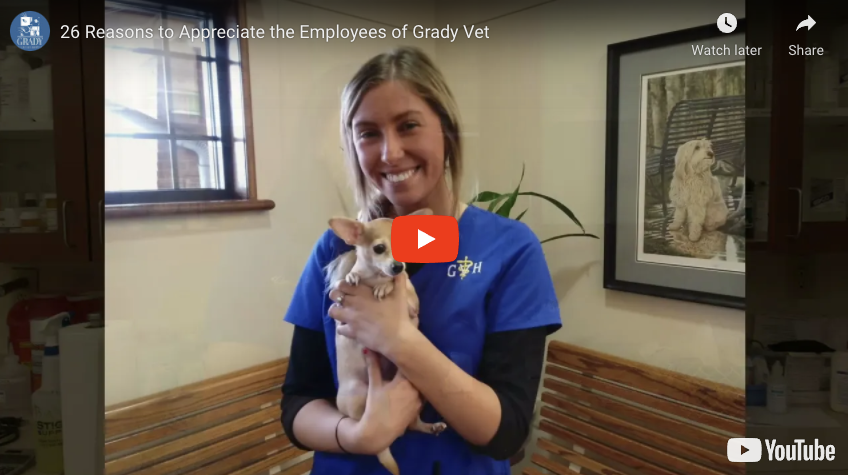26 Reasons to Appreciate the Employees of Grady Vet