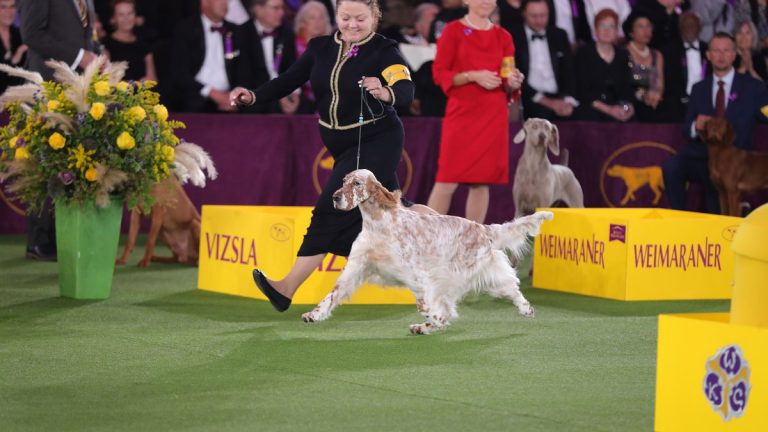 Westminster Kennel Club Dog Show Winners | Grady Veterinary Hospital ...