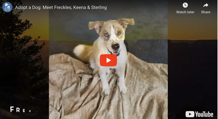 Adopt a Dog: Meet Freckles, Keena & Sterling