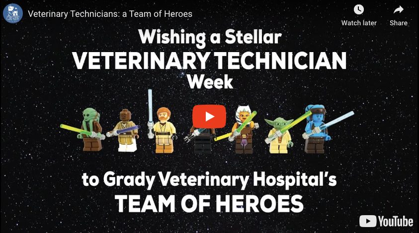 Veterinary Technicians: a Team of Heroes