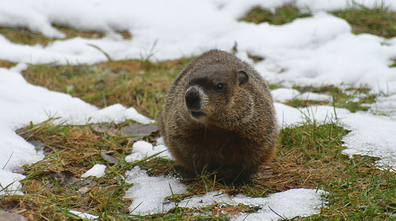 are groundhogs mean to dogs