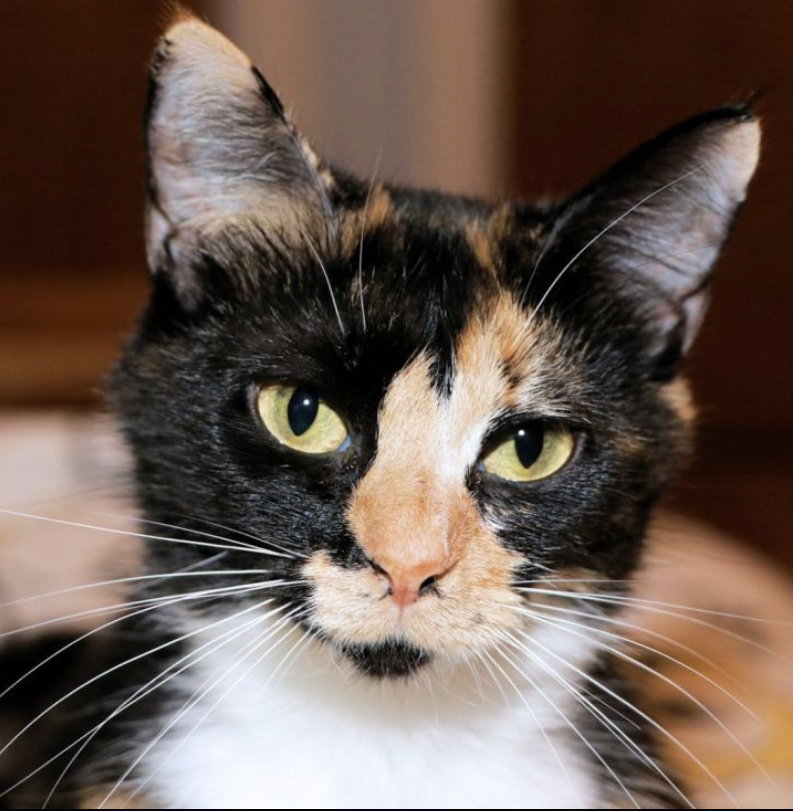 Adopt a Cat: Aida