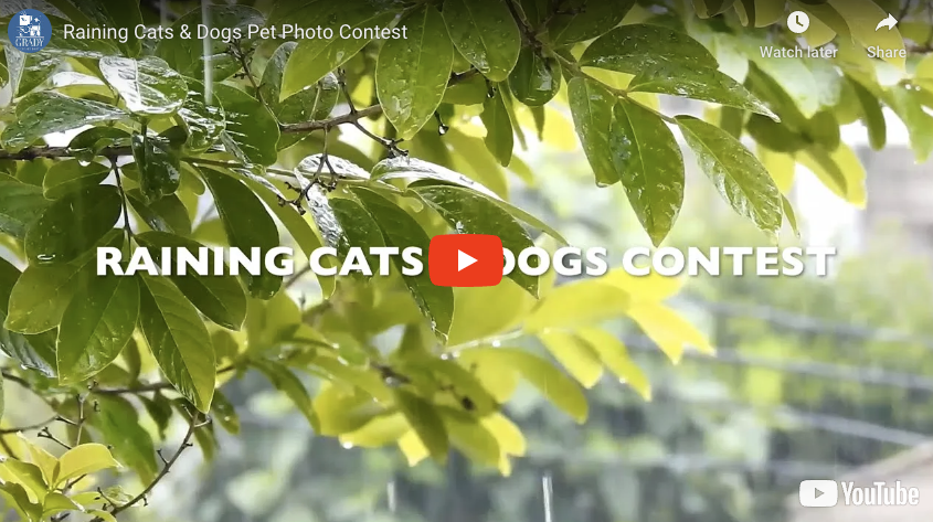 Raining Cats & Dogs Pet Photo Contest
