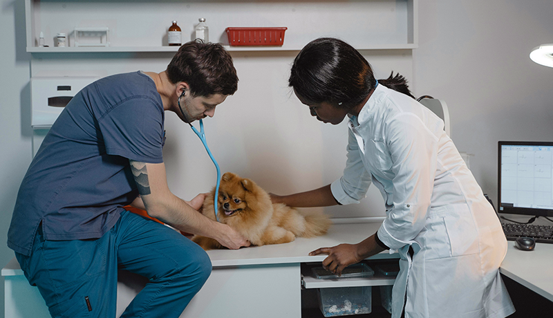 Veterinary Technician: Could This Be the Career for You?