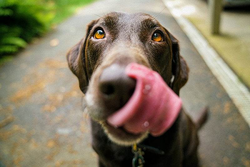 Know the Signs of Anxiety in Dogs