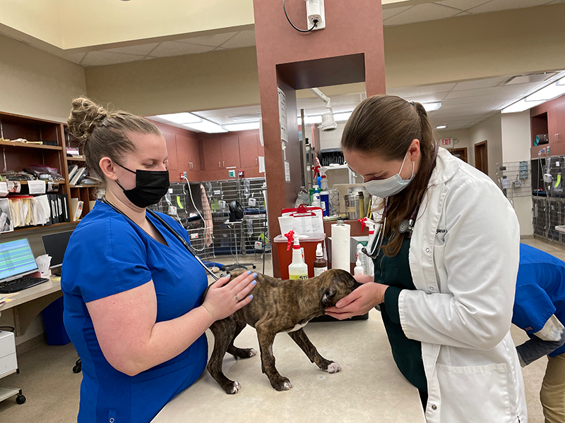 Grady Veterinary Hospital Photos