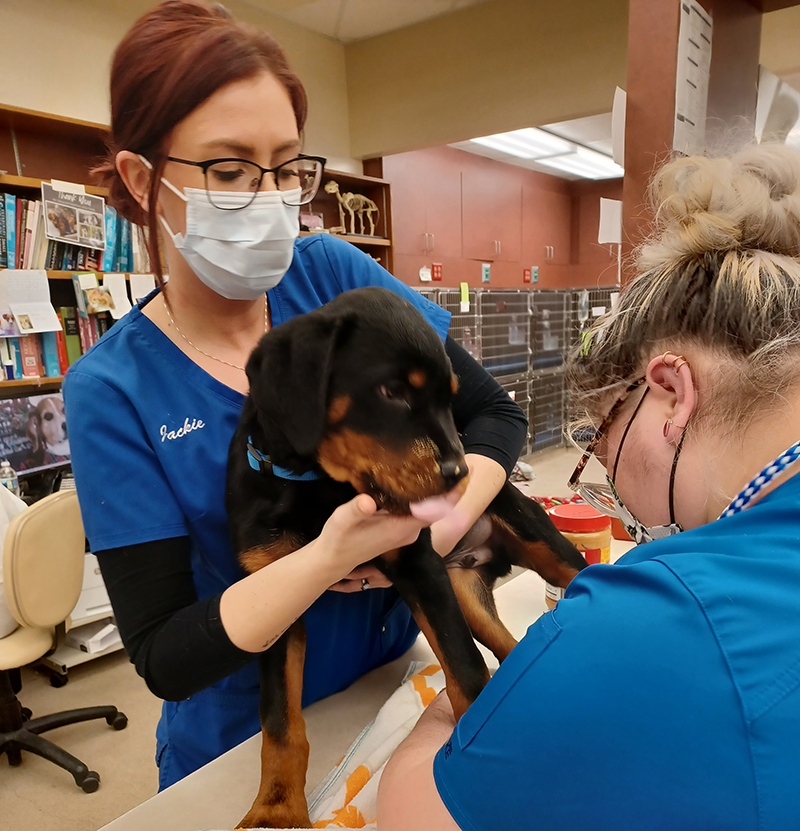 Grady Veterinary Hospital Photos