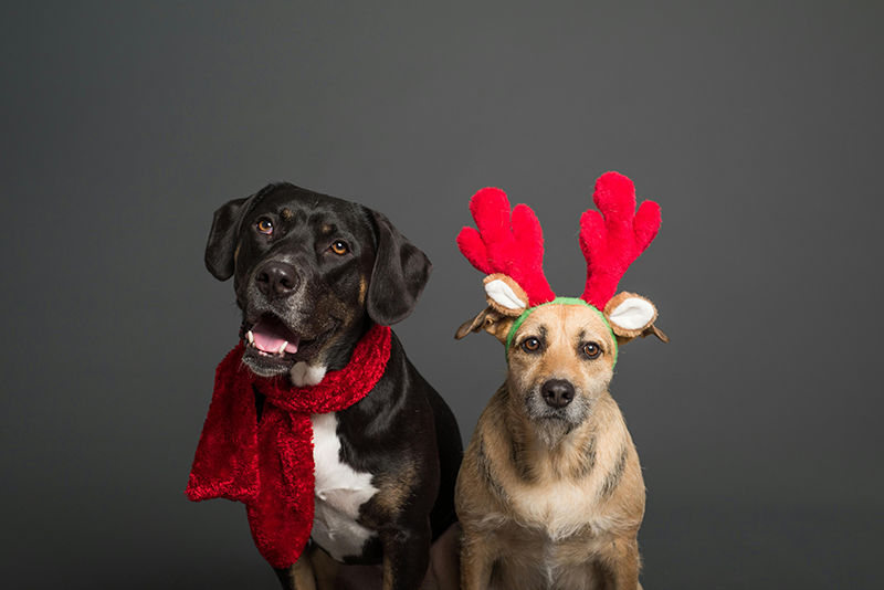 Our Top Pet Safety Tips for the Holidays