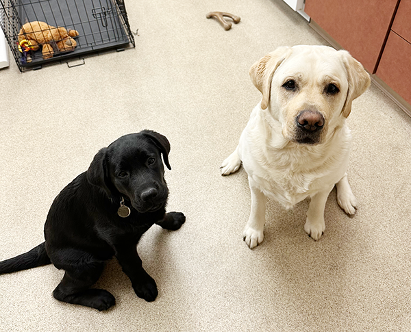 4 Months: Padfoot’s Puppy Growth Chart