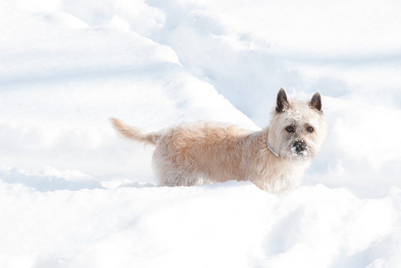 Top Winter Safety Tips for Dogs & Cats