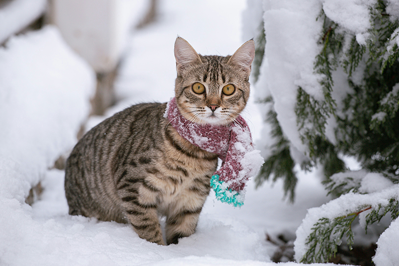 Winter Safety Tip for Cats