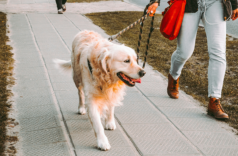 National Dog Training Education Month in February